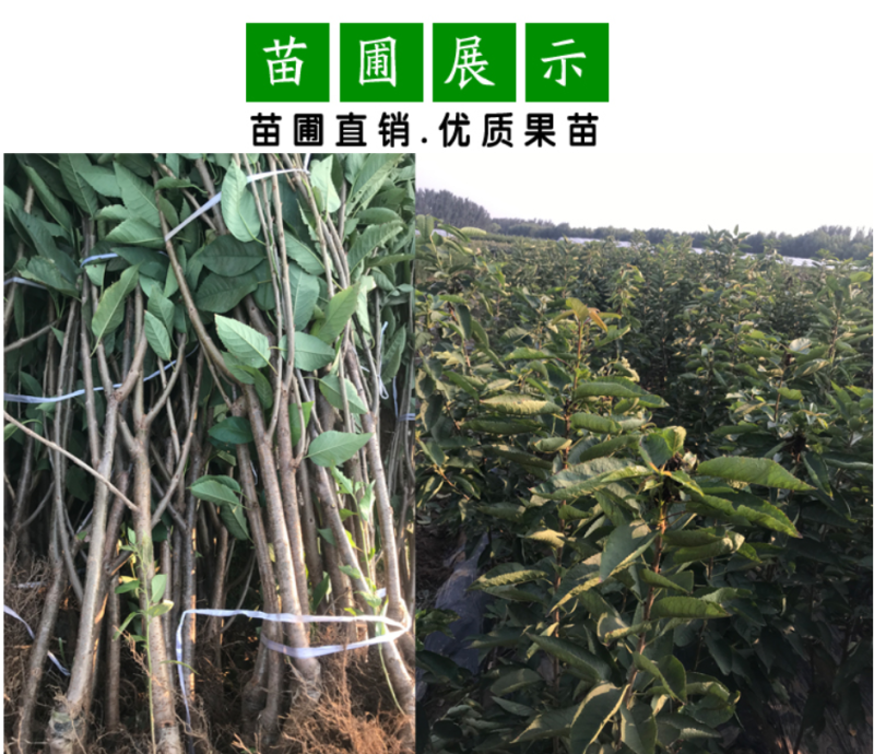 精品嫁接俄罗斯八号美早樱桃苗车厘子樱桃树苗