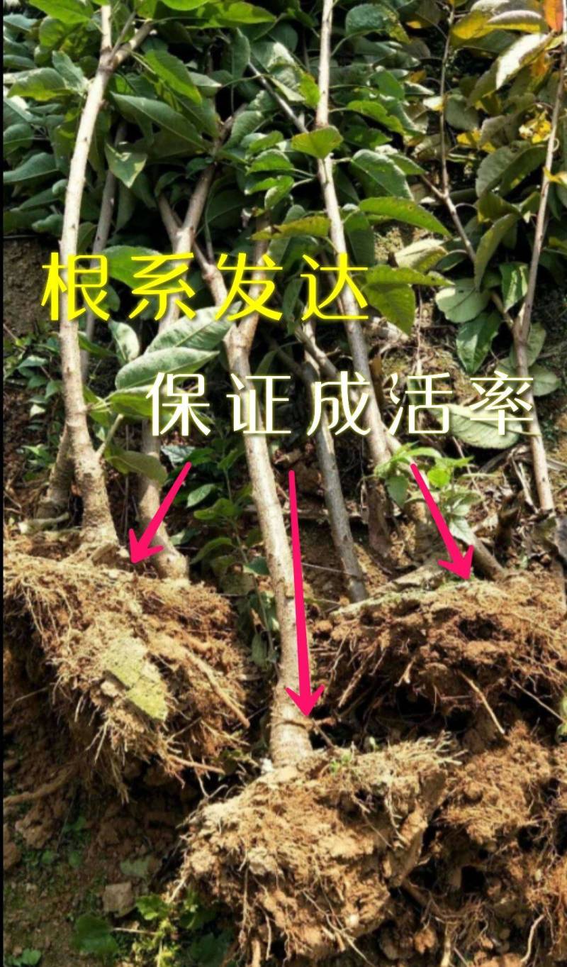精品嫁接俄罗斯八号美早樱桃苗车厘子樱桃树苗