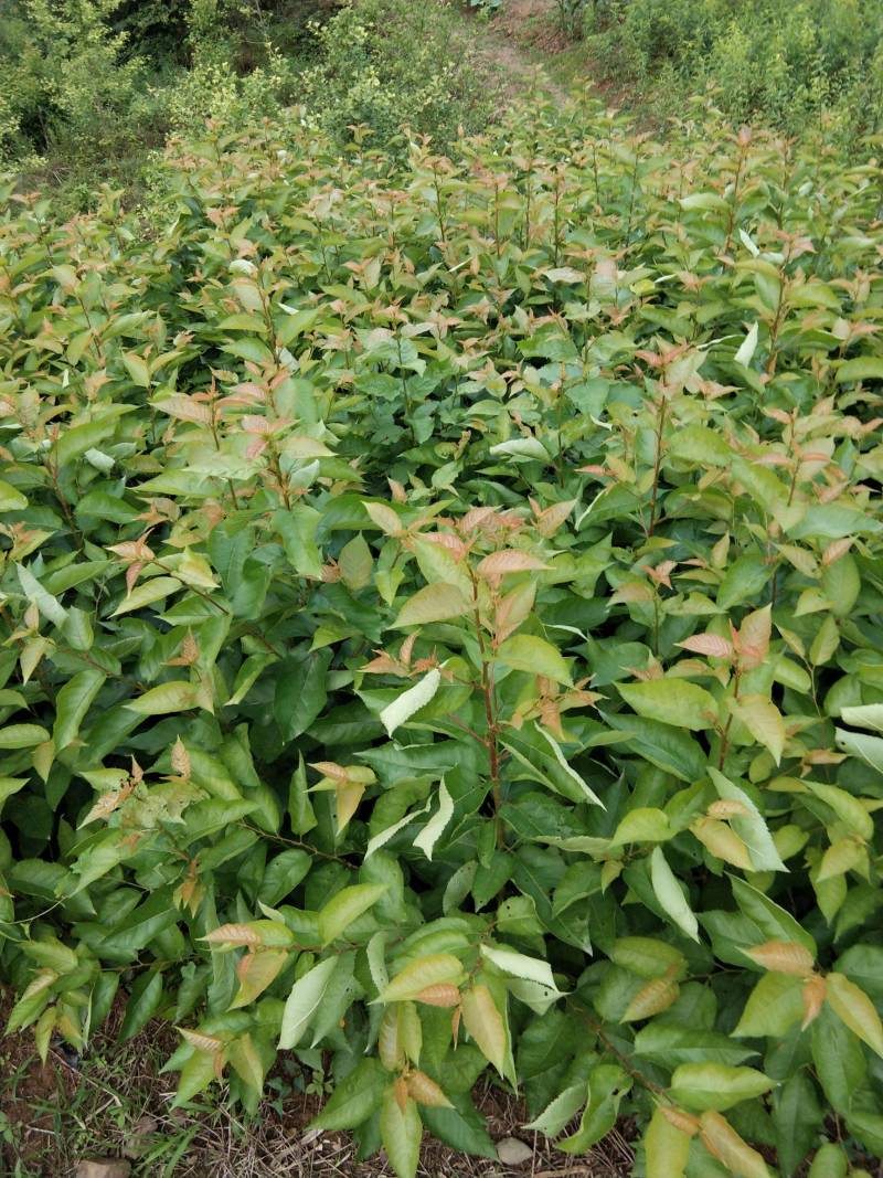 精品嫁接俄罗斯八号美早樱桃苗车厘子樱桃树苗
