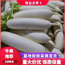 精品白萝卜，菜农精选采摘发货，货源稳定，保质保量发货