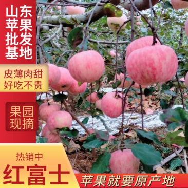 【精品】山蒙阴红富士苹果大量出库，欢迎新老客户前来收购