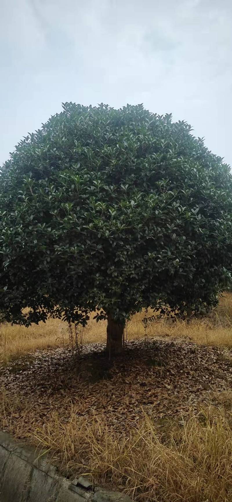 【优选商家】精品桂花树，小叶桂花树，包成活率苗圃一手货源