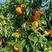 柑橘，武鸣精品沃柑，皮薄多汁，爆甜，果园现摘现发全国发货