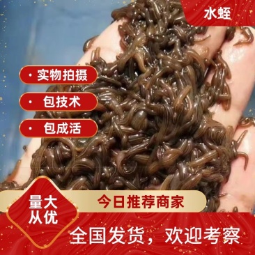 水蛭苗(蚂蝗)水蛭种幼苗实力养殖基地技术指导
