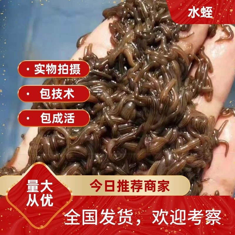 水蛭苗(蚂蝗)水蛭种幼苗实力养殖基地技术指导
