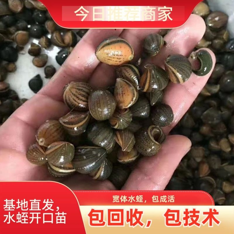 江苏水蛭苗蚂蝗水蛭幼苗技术签包回收合同一条龙服务水蛭养殖