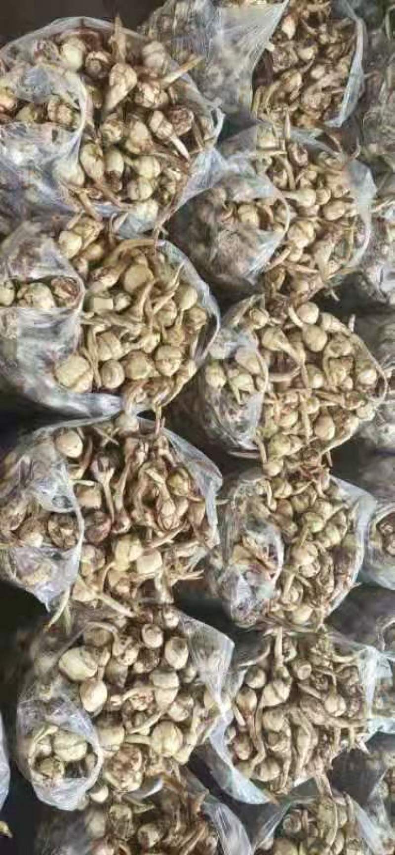 慈姑大量上市云南精品慈姑价格便宜货源充足诚信经营