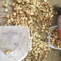 慈姑大量上市云南精品慈姑价格便宜货源充足诚信经营