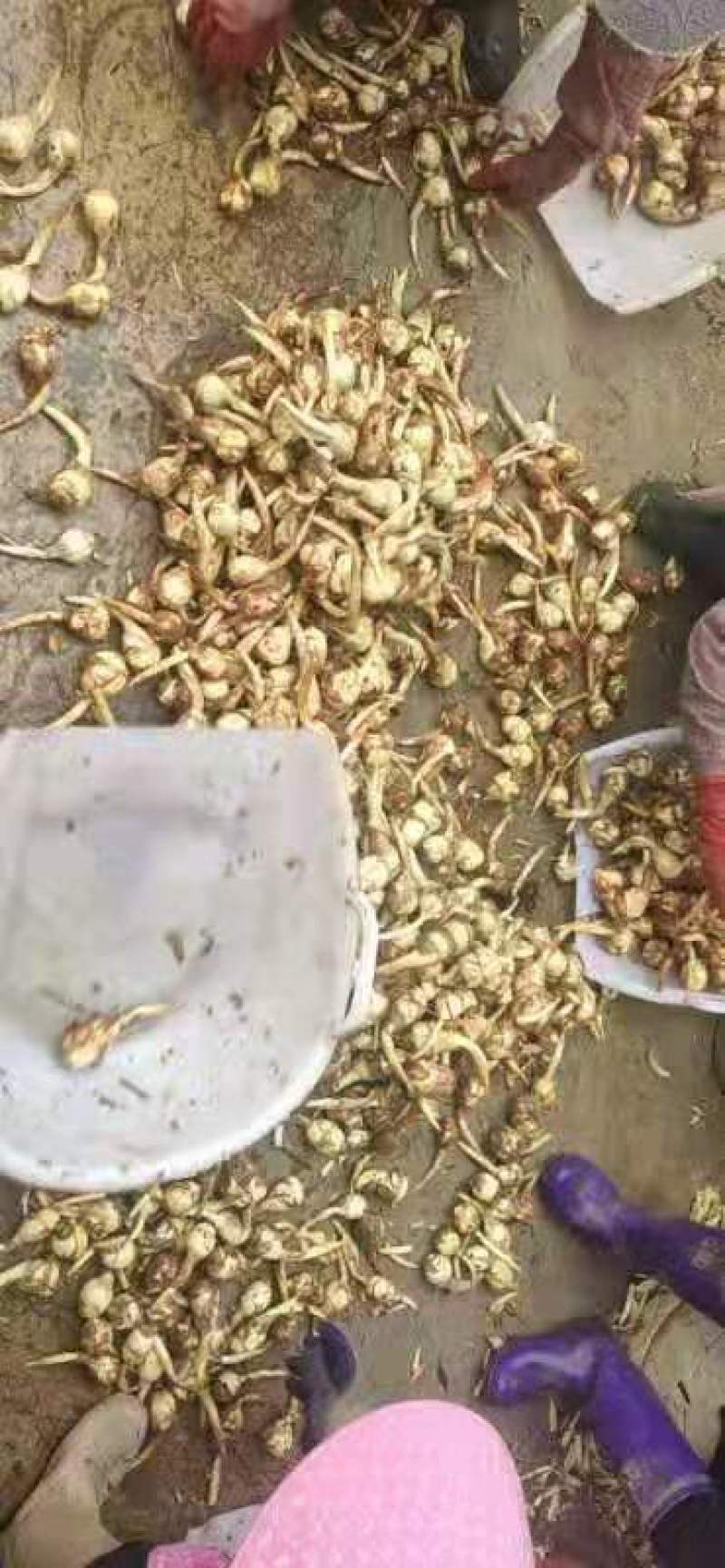 慈姑大量上市云南精品慈姑价格便宜货源充足诚信经营