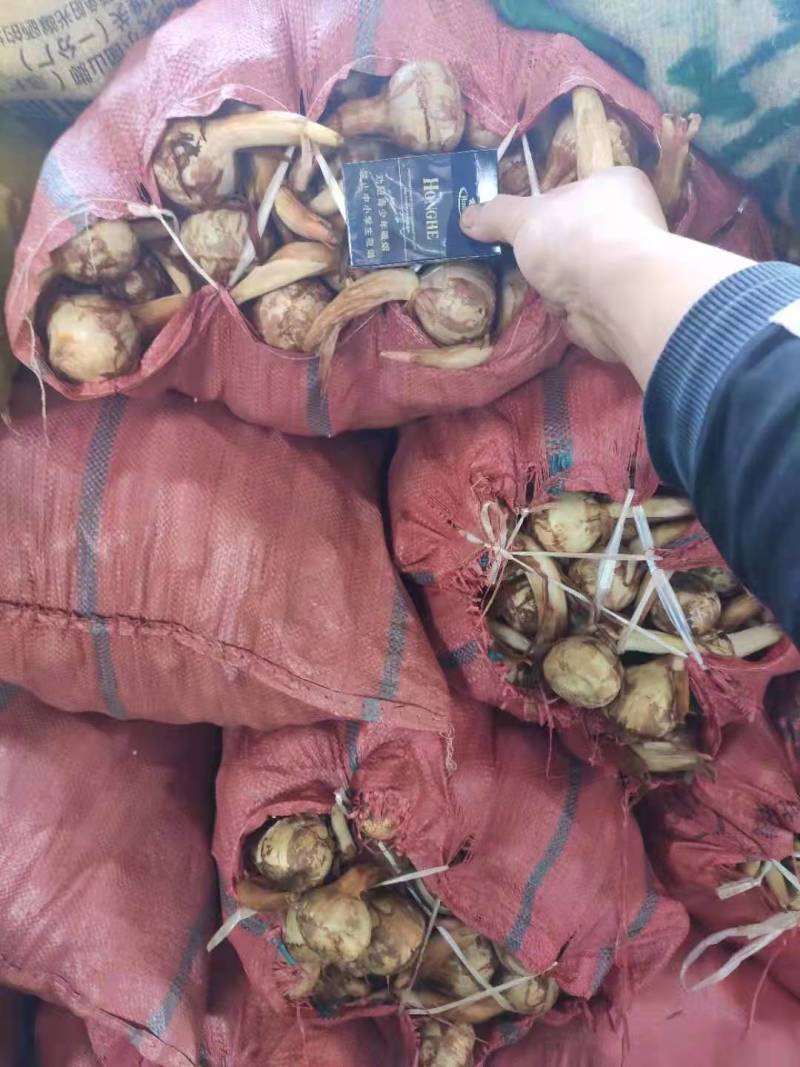 慈姑大量上市云南精品慈姑价格便宜货源充足诚信经营