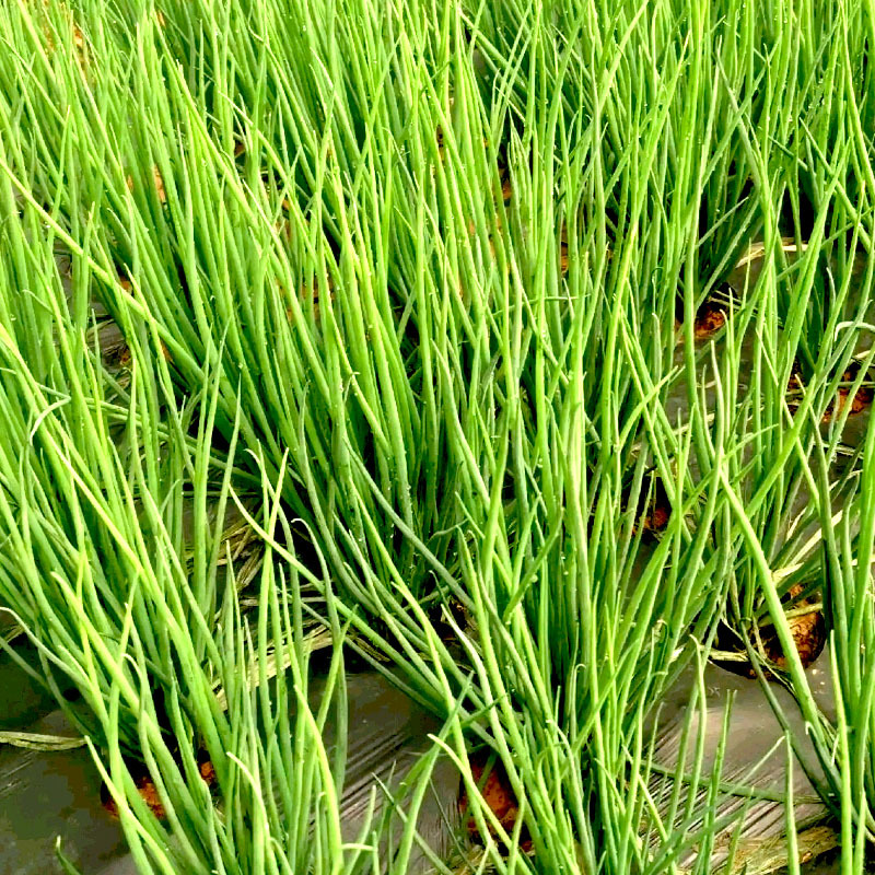 细香葱种子高产种籽小葱蔬菜孑四季播籽种阳台菜籽盆栽菜种