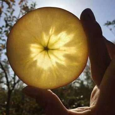 新疆正宗阿克苏冰糖心苹果，精品货源，现摘现发品质保证