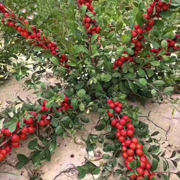 钙果苗，农大钙果当年挂果个头大，补钙适合盆栽护坡耐旱耐寒