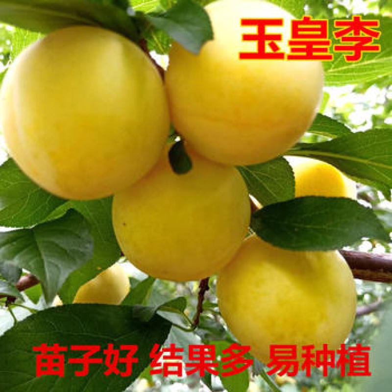 新品种嫁接李子苗黄金李玉皇李子树苗盆栽地栽南方北方种植
