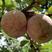 新品种早熟美国杏李味帝李子树苗嫁接李子苗南方北方种植果