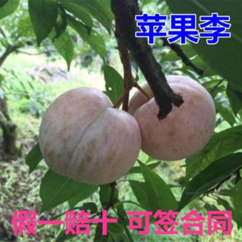新品种李子苗嫁接苹果李子树苗血李子树盆栽地栽南方北方