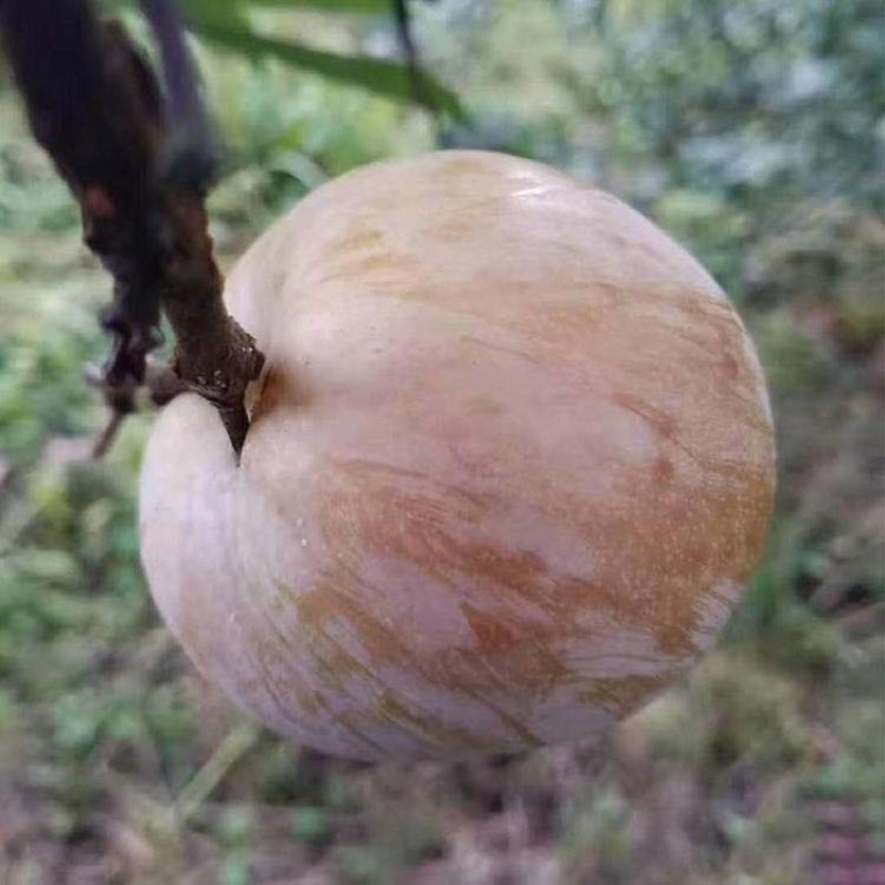新品种李子苗嫁接苹果李子树苗血李子树盆栽地栽南方北方