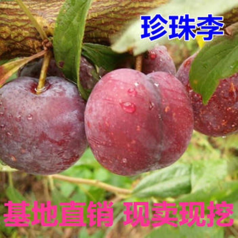 果树苗珍珠红李子苗嫁接脱骨李子树苗脆红李树苗南北方当年