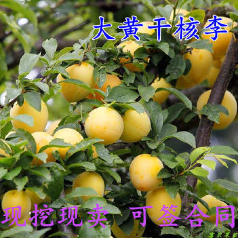 早熟李树苗大黄干核李子苗黄李子树苗南方北方种植当年结