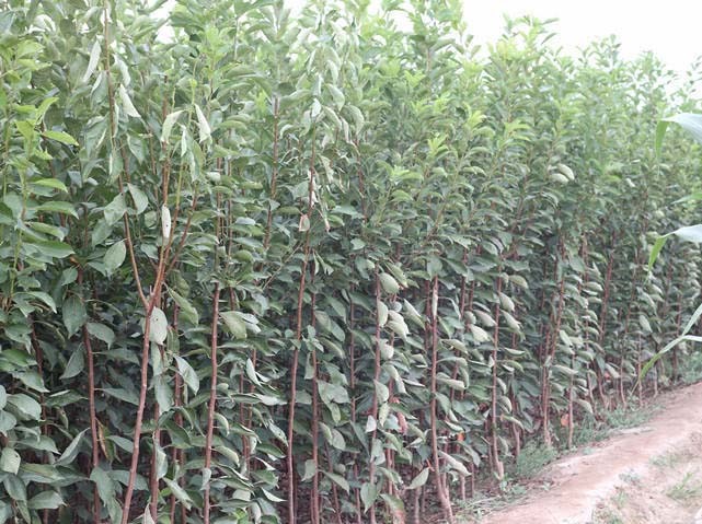 李子果园施肥操作