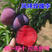 早熟品种红心李子树苗风味玫瑰李子苗南方北方种植果树苗当年