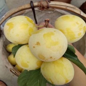 新品种嫁接蜂蜜李子苗黄蜜李子树苗早熟蜜糖李子树当年结