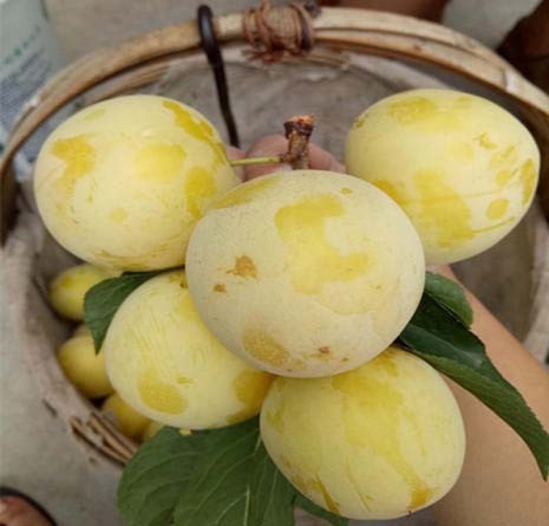 新品种嫁接蜂蜜李子苗黄蜜李子树苗早熟蜜糖李子树当年结