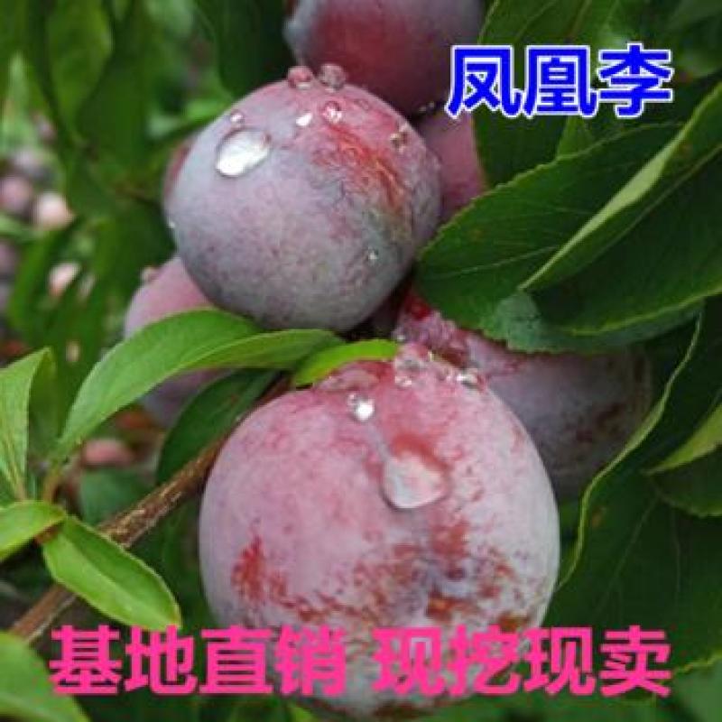 五月脆李子树苗凤凰李苗早熟一点红四川嫁接脱骨李子苗