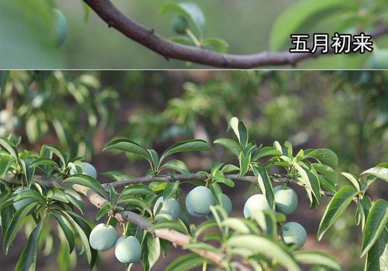 五月脆李子树苗凤凰李苗早熟一点红四川嫁接脱骨李子苗