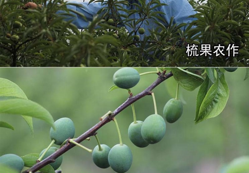 五月脆李子树苗凤凰李苗早熟一点红四川嫁接脱骨李子苗