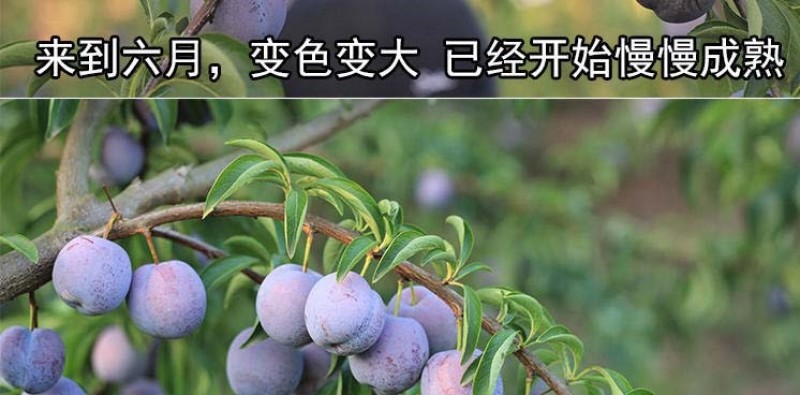 五月脆李子树苗凤凰李苗早熟一点红四川嫁接脱骨李子苗