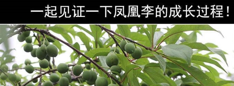 五月脆李子树苗凤凰李苗早熟一点红四川嫁接脱骨李子苗