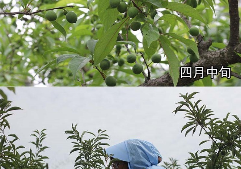 五月脆李子树苗凤凰李苗早熟一点红四川嫁接脱骨李子苗