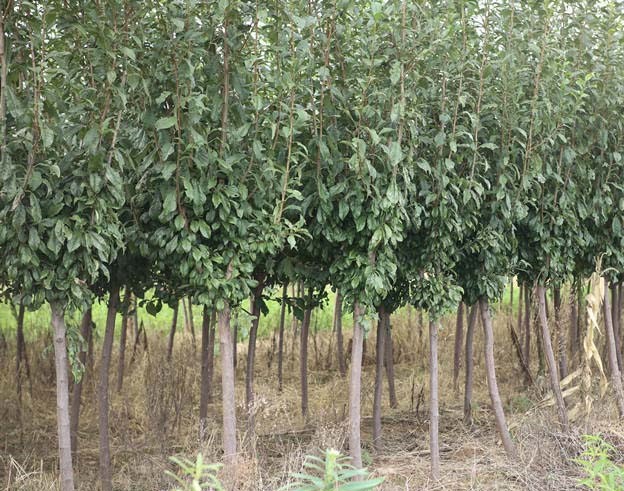 果园中整齐排列的五月脆红李子树