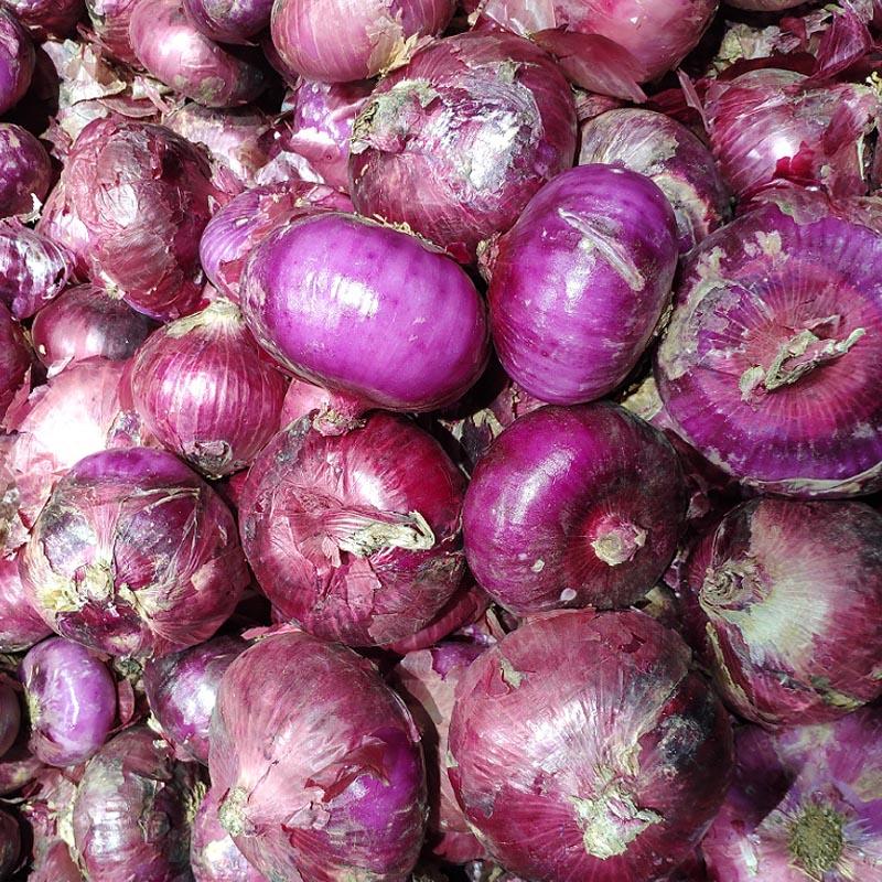紫美洋葱种子辣少味甜紫圆葱种孑早熟300克水果洋葱