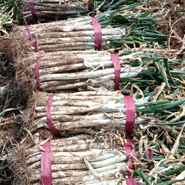 河北精品芽葱大量上市中，产地直采直销，货源稳定供货全国