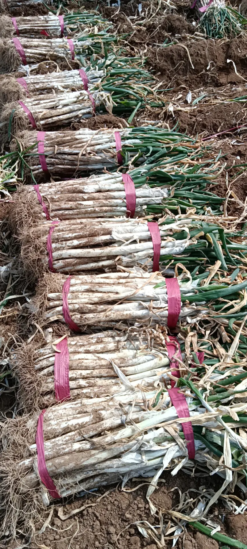 河北精品芽葱大量上市中，产地直采直销，货源稳定供货全国