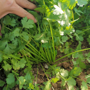 香菜种子大全农家香菜盆栽苗大叶芫荽种四季阳台香菜籽种老品