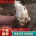 优质精品改良玄参芽、品质保证，货源充足，欢迎咨询