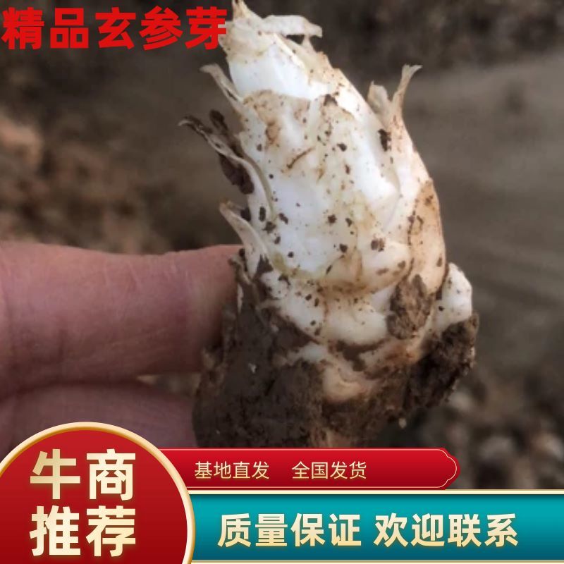 优质精品改良玄参芽、品质保证，货源充足，欢迎咨询