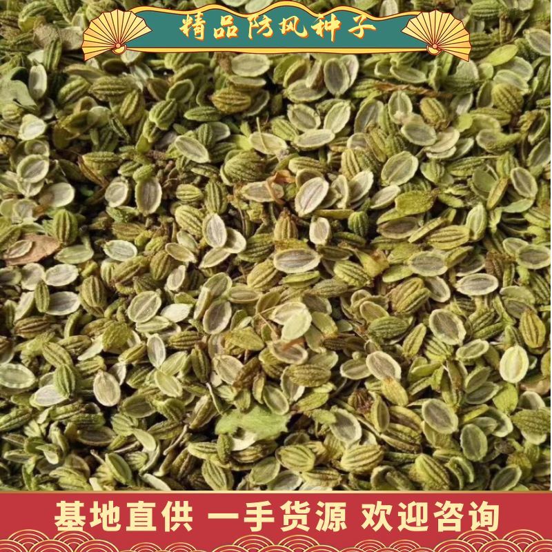 防风种子、优质新品种、优质货源出芽率达95%