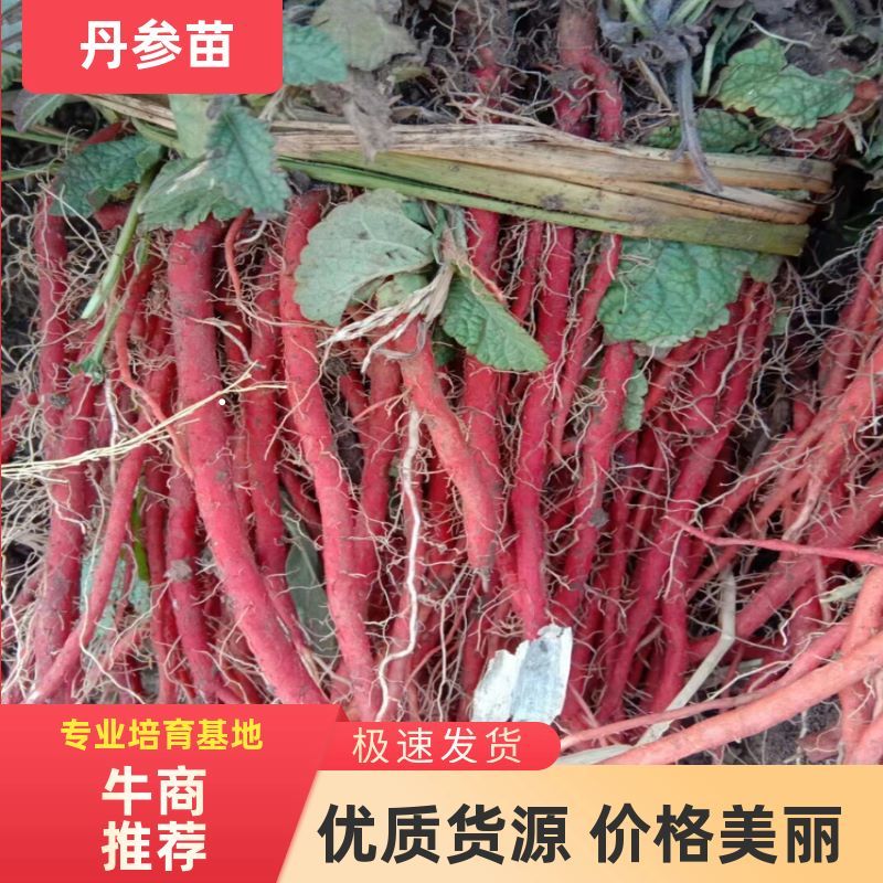 丹参苗改良丹参苗优质丹参苗基地直发货源充足签订回收合同