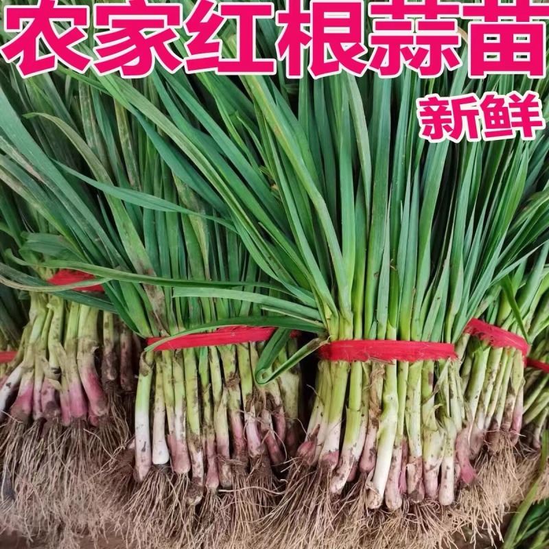 红根蒜苗无黄叶子基地直供欢仰各位老板来定货