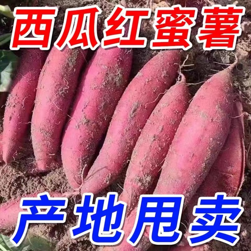 西瓜红蜜薯口感面甜沙土地生长沟眼不带产地直供