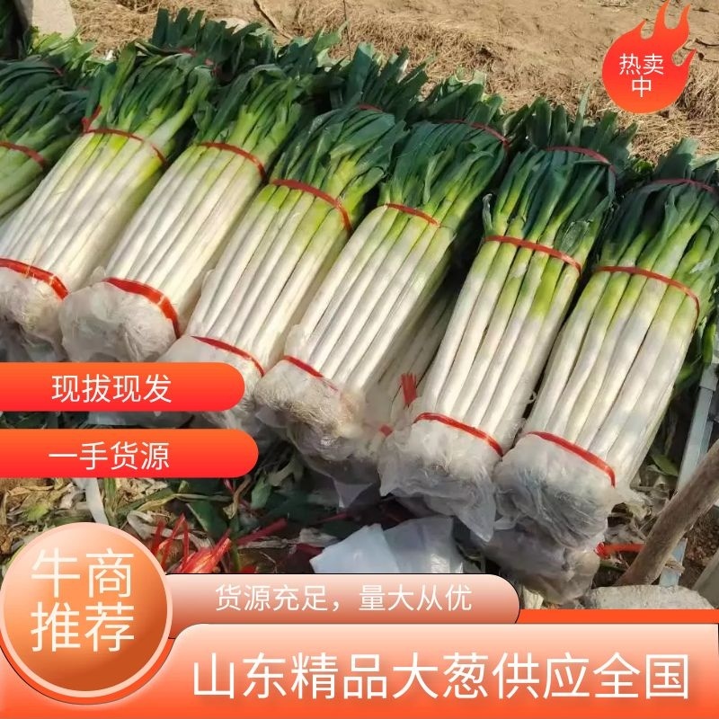 【量大优惠】山东铁杆大葱基地直供对接批发商超电商