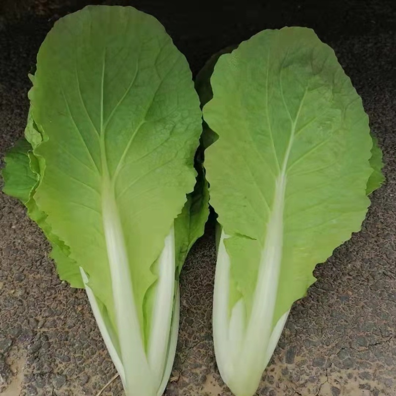 鲜嫩奶白菜，一手货源，产地直供，价格美丽，量大从优