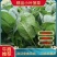 山东暖棚小叶菠菜大量供应，支持市场，商超，各种规格以