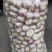 【精选】金乡大蒜产地直发量大质优新鲜上市欢迎选购