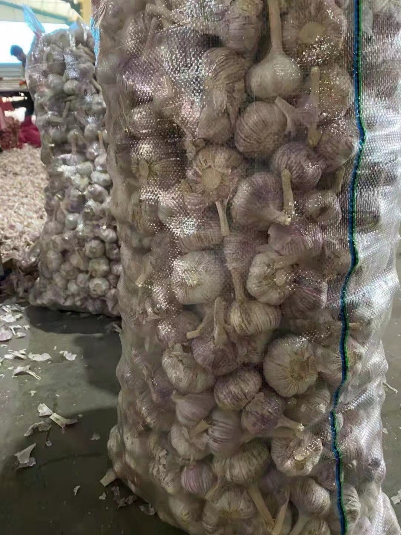 【精选】金乡大蒜产地直发量大质优新鲜上市欢迎选购