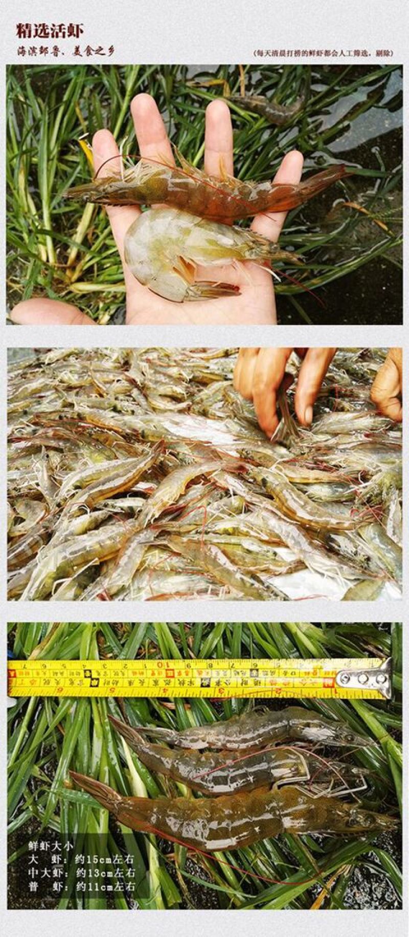 干虾虾米对潮汕烤虾虾干烤虾干即食对虾干海鲜干货包邮